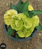 Euphorbia Milii GOLDEN JADE (Yok Tong Kum) Crown Of Thorns Corona de Cristo Cactus
