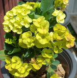 Euphorbia Milii EK VILAI Crown of Thorns  Corona de Cristo Succulent Tropicals