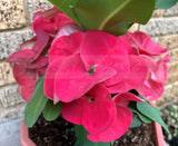 Euphorbia Milii CHOMPO SETHEE Super Giant Crown of Thorns Corona de Cristo