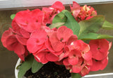Euphorbia Milii CHOMPO SETHEE Super Giant Crown of Thorns Corona de Cristo
