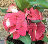 Euphorbia Milii CHOMPO SETHEE Super Giant Crown of Thorns Corona de Cristo