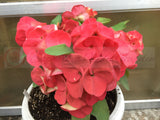 Euphorbia Milii CHOMPO SETHEE Super Giant Crown of Thorns Corona de Cristo