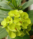 Euphorbia Milii EK VILAI Crown of Thorns  Corona de Cristo Succulent Tropicals