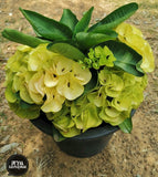 Euphorbia Milii GOLDEN JADE (Yok Tong Kum) Crown Of Thorns Corona de Cristo Cactus