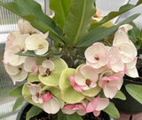 Euphorbia Milii BABY'S BREATH Crown of Thorns Corona de Cristo Cactus/Succulent