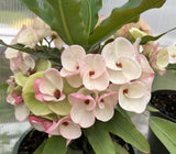 Euphorbia Milii BABY'S BREATH Crown of Thorns Corona de Cristo Cactus/Succulent