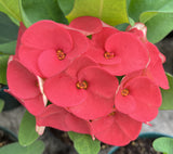 Euhorbia Milii CHOK PAN LAN Crown Of Thorns Corona de Cristo