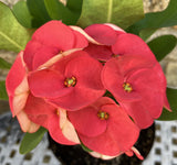 Euhorbia Milii CHOK PAN LAN Crown Of Thorns Corona de Cristo