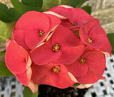 Euhorbia Milii CHOK PAN LAN Crown Of Thorns Corona de Cristo