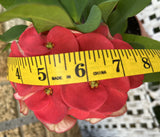 Euhorbia Milii CHOK PAN LAN Crown Of Thorns Corona de Cristo