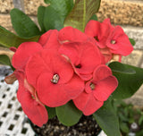 Euhorbia Milii CHOK PAN LAN Crown Of Thorns Corona de Cristo