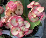 Euphorbia Milii BANG RAK Crown of Thorns Corona de Cristo Poysean Succulents Tropicals