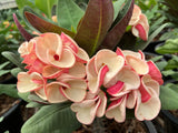 Euphorbia Milii JAN JAO Crown of Thorns  Corona de Cristo