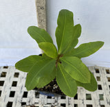 Euphorbia Milii FLAME of the FOREST Corona de Cristo Tropicals Succulents