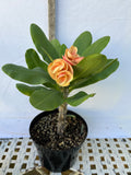 Euphorbia Milii CHAM CHAN Crown of Thorns  Corona de Cristo