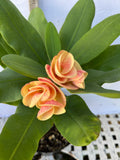 Euphorbia Milii CHAM CHAN Crown of Thorns  Corona de Cristo