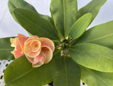 Euphorbia Milii CHAM CHAN Crown of Thorns  Corona de Cristo
