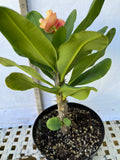 Euphorbia Milii CHAM CHAN Crown of Thorns  Corona de Cristo