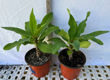 Euphorbia Milii DANCING QUEEN (POP CHOK) Crown of Thorns Corona De Cristo Succulent/Cactus