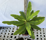 Euphorbia Milii BLESSING Crown Of Thorns  Corona de Cristo Cactus Succulents Tropicals