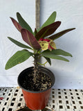 Euphorbia Milii JAN JAO Crown of Thorns  Corona de Cristo
