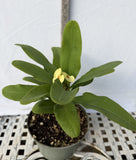 Euphorbia Milii CHAKIRO Crown of Thorns Coronas de Cristo Cactus/Succulents