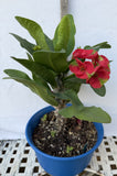 Euphorbia Milii RED MILLIONAIRE Crown of Thorns Coronas de Cristo