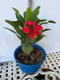 Euphorbia Milii RED MILLIONAIRE Crown of Thorns Coronas de Cristo