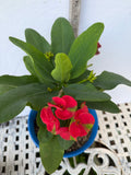 Euphorbia Milii RED MILLIONAIRE Crown of Thorns Coronas de Cristo