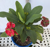 Euphorbia Milii RED MILLIONAIRE Crown of Thorns Coronas de Cristo