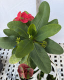 Euphorbia Milii RED MILLIONAIRE Crown of Thorns Coronas de Cristo