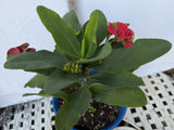 Euphorbia Milii RED MILLIONAIRE Crown of Thorns Coronas de Cristo