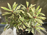 CROWN OF THORNS Euphorbia Milii Corona de Cristo Variegated 'Red Fertile' Cactus Succulents
