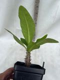 Euphorbia Milii NEW MILLIONAIRE Crown of Thorns Corona De Cristo Poysean Thai Hybrid