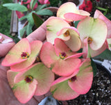Euphorbia Milii BANG RAK Crown of Thorns Corona de Cristo Poysean Succulents Tropicals