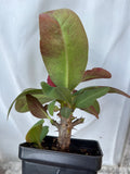 Euphorbia Milii BANG RAK Crown of Thorns Corona de Cristo Poysean Succulents Tropicals