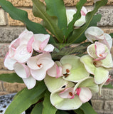 Euphorbia Milii BABY'S BREATH Crown of Thorns Corona de Cristo Cactus/Succulent