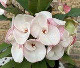 Euphorbia Milii BABY'S BREATH Crown of Thorns Corona de Cristo Cactus/Succulent
