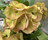 Euphorbia Milii UDOM PHON Crown of Thorns Corona de Cristo Cactus Thai Hybrid