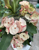 Euphorbia Milii BEAUTY QUEEN Crown Of Thorns Plant Corona de Cristo Succulents