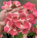 Euphorbia Milii DANCING QUEEN (POP CHOK) Crown of Thorns Corona De Cristo Succulent/Cactus