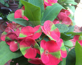 Euphorbia Milii RED MILLIONAIRE Crown of Thorns Coronas de Cristo
