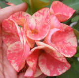 Euphorbia Milii BEAUTY QUEEN Crown Of Thorns Plant Corona de Cristo Succulents