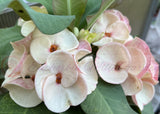 Euphorbia Milii BEAUTY QUEEN Crown Of Thorns Plant Corona de Cristo Succulents