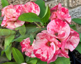 Euphorbia Milii BEAUTY QUEEN Crown Of Thorns Plant Corona de Cristo Succulents
