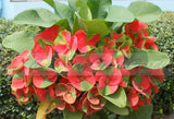 Euphorbia Milii RED MILLIONAIRE Crown of Thorns Coronas de Cristo