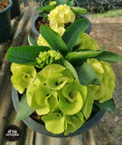 Euphorbia Milii GOLDEN JADE (Yok Tong Kum) Crown Of Thorns Corona de Cristo Cactus