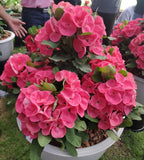 Euphorbia Milii CHOMPO SETHEE Super Giant Crown of Thorns Corona de Cristo