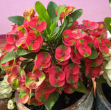Euphorbia Milii RED MILLIONAIRE Crown of Thorns Coronas de Cristo