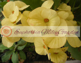 Euphorbia Milii MEGA YELLOW Crown of Thorns Corona de Cristo Poysean Super Giant Bloom